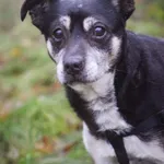 Pies do adopcji, Zielona Góra, 26 listopada 2022