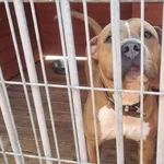 Pies do adopcji, Gorzów Wielkopolski, 1 stycznia 2024