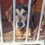 Pies do adopcji, Gorzów Wielkopolski, 5 listopada 2022