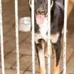 Pies do adopcji, Wysocko Wielkie, 1 czerwca 2019