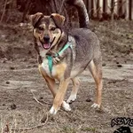 Pies do adopcji, Biała Podlaska, 5 maja 2017