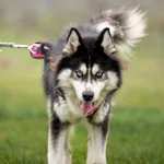 Pies do adopcji, Wysocko Wielkie, 6 listopada 2022