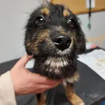 Pies do adopcji, Zielona Góra, 27 listopada 2022