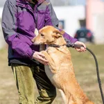 Pies do adopcji, Wysocko Wielkie, 26 marca 2022