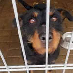 Pies do adopcji, Wysocko Wielkie, 27 marca 2021