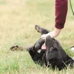 Pies do adopcji, Wysocko Wielkie, 26 sierpnia 2022