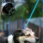 Pies do adopcji, Biała Podlaska, 11 marca 2018