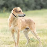 Pies do adopcji, Wysocko Wielkie, 26 sierpnia 2022