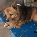 Pies do adopcji, Choszczno, 1 listopada 2022