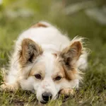 Pies do adopcji, Wysocko Wielkie, 20 listopada 2022