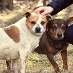 Pies do adopcji, Biała Podlaska, 4 grudnia 2015