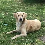 Pies do adopcji, Wysocko Wielkie, 1 sierpnia 2020