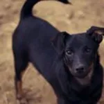 Pies do adopcji, Wysocko Wielkie, 19 września 2015
