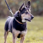 Pies do adopcji, Wysocko Wielkie, 6 listopada 2022