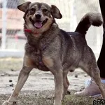 Pies do adopcji, Biała Podlaska, 20 kwietnia 2021