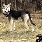 Pies do adopcji, Biała Podlaska, 3 czerwca 2016