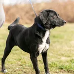 Pies do adopcji, Wysocko Wielkie, 27 lutego 2022