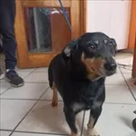 Znaleziono psa, Jędrzejewo, 16 listopada 2022