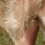 Pies do adopcji, Biała Podlaska, 7 maja 2020