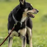 Pies do adopcji, Wysocko Wielkie, 30 października 2022