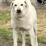 Pies do adopcji, Biała Podlaska, 22 lutego 2012