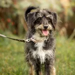 Pies do adopcji, Wysocko Wielkie, 20 listopada 2022
