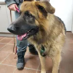 Pies do adopcji, Zielona Góra, 27 listopada 2022
