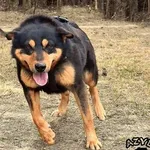 Pies do adopcji, Biała Podlaska, 11 maja 2016
