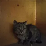 Kot do adopcji, Jędrzejewo, 8 listopada 2022