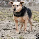 Pies do adopcji, Biała Podlaska, 5 czerwca 2013