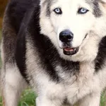 Pies do adopcji, Biała Podlaska, 8 listopada 2021