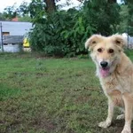 Pies do adopcji, Oborniki, 16 września 2022