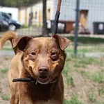 Pies do adopcji, Oborniki, 9 maja 2022