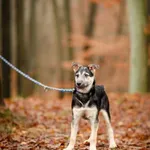 Pies do adopcji, Elbląg, 20 listopada 2022