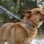 Pies do adopcji, Nowodwór, 20 lutego 2022