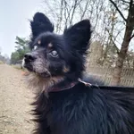 Pies do adopcji, Sosnowice, 2 listopada 2022