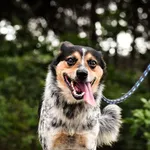 Pies do adopcji, Nowodwór, 15 sierpnia 2022
