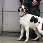 Znaleziono psa, Puławy, 13 listopada 2021