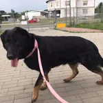 Znaleziono psa, Puławy, 25 czerwca 2021