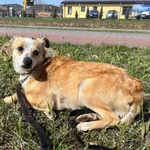 Znaleziono psa, Puławy, 13 kwietnia 2022