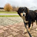 Znaleziono psa, Puławy, 4 listopada 2022