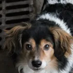 Pies do adopcji, Jelenia Góra, 9 listopada 2022
