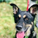 Pies do adopcji, Jelenia Góra, 18 czerwca 2019