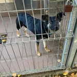 Pies do adopcji, Opole, 1 grudnia 2022