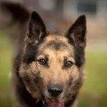 Pies do adopcji, Jelenia Góra, 19 sierpnia 2020