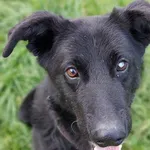 Pies do adopcji, Jelenia Góra, 8 sierpnia 2021