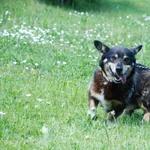 Pies do adopcji, Ropczyce, 19 maja 2021