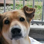 Pies do adopcji, Jelenia Góra, 6 lipca 2020