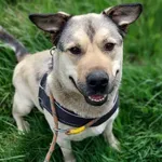 Pies do adopcji, Jelenia Góra, 24 kwietnia 2022