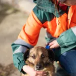 Pies do adopcji, Jelenia Góra, 10 stycznia 2020